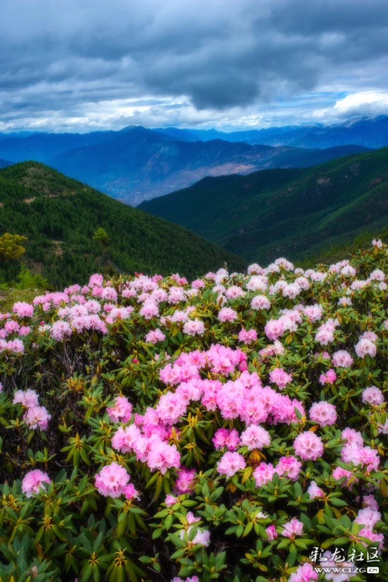 杜鹃花盛开时节,纷繁的色彩把山峦装点得瑰丽艳美,与巍峨的白马雪山