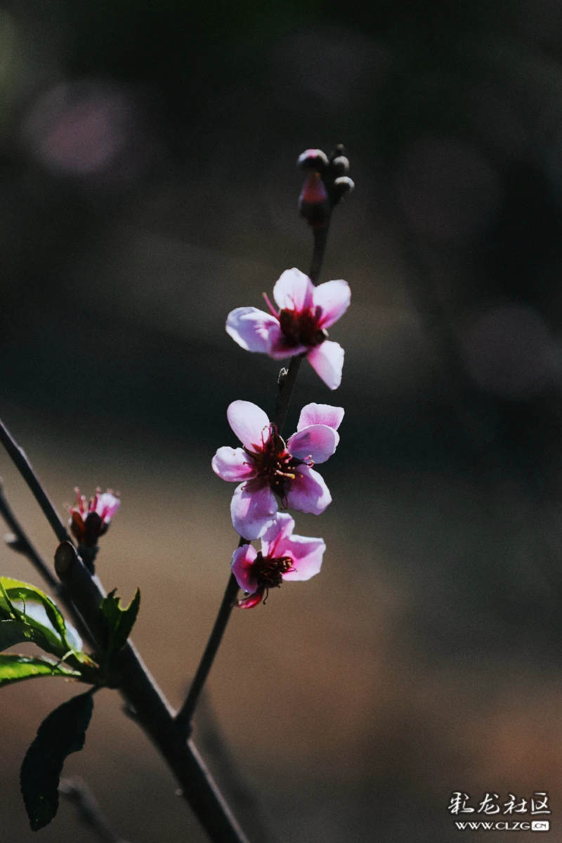 桃花依旧笑春风