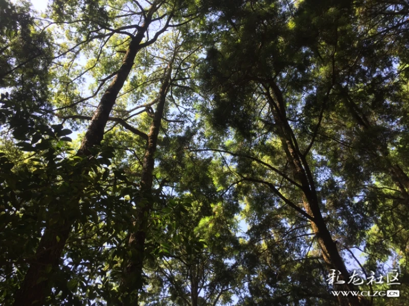 丛林叠翠风景独好