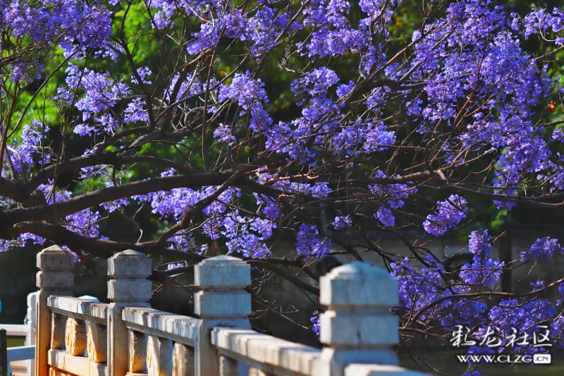 翠湖篮花楹