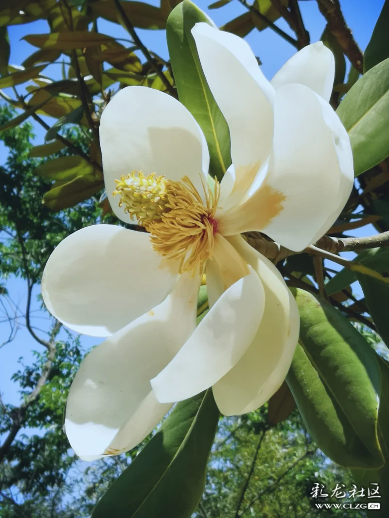 深山含笑花岁岁迎春俏含笑花含笑