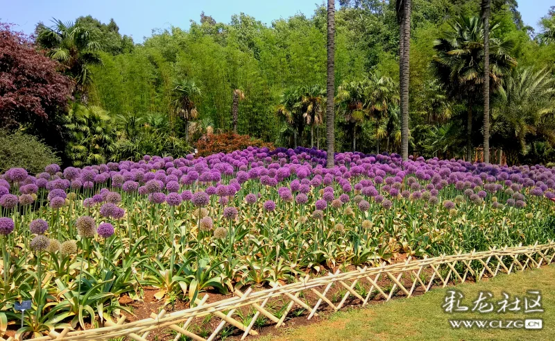 昆明植物园(东园)～～葱花