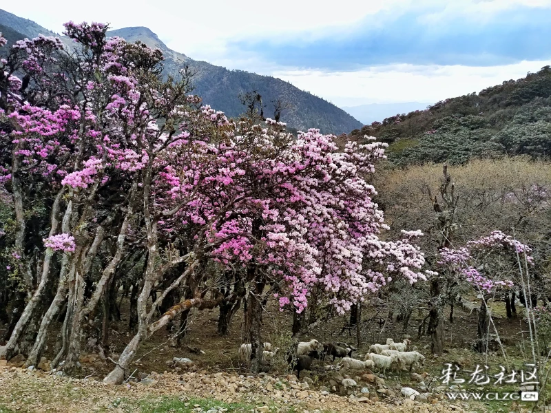 大理马耳山杜鹃花正当时