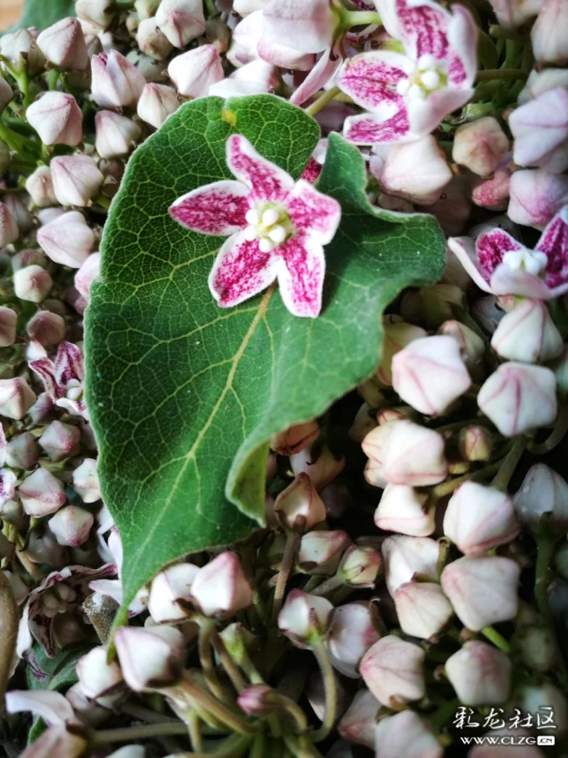 夏天来吃花之奶浆花