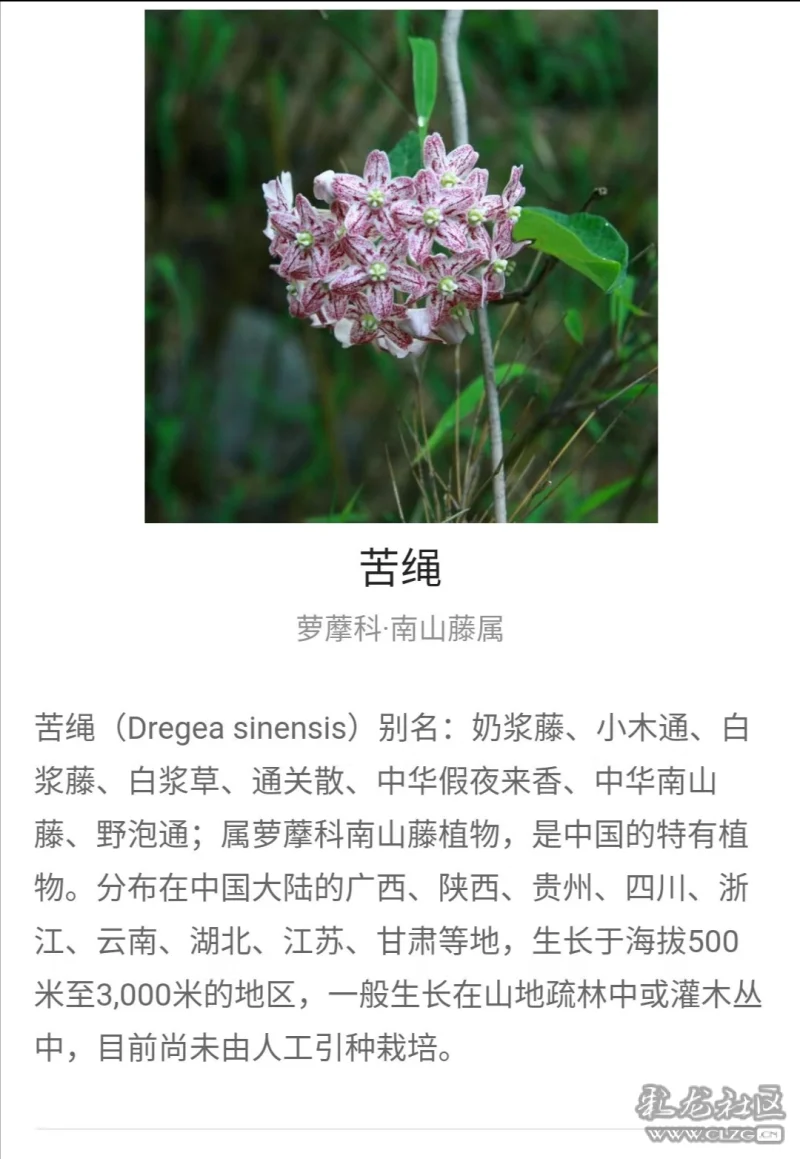 夏天来吃花之奶浆花