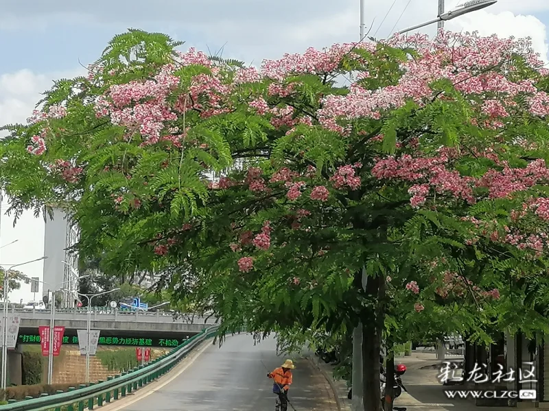 粉花山扁豆