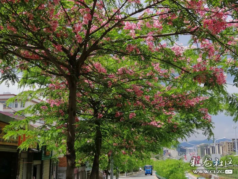 粉花山扁豆