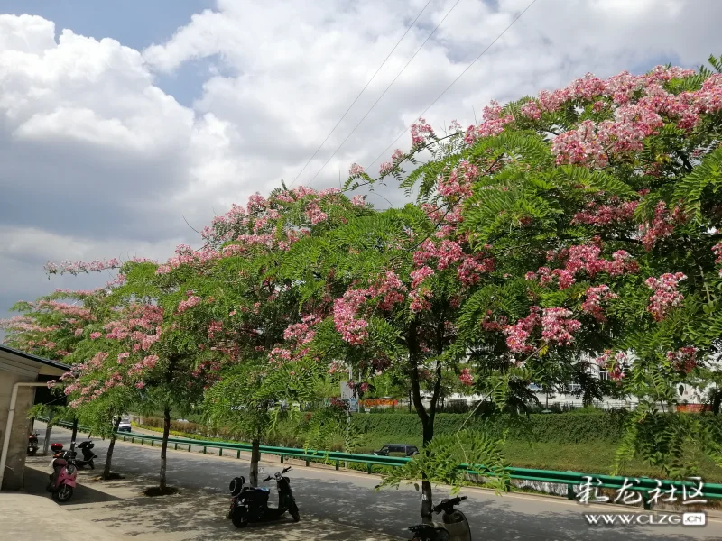 粉花山扁豆