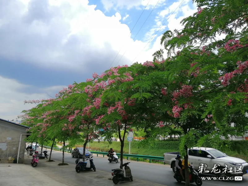 粉花山扁豆