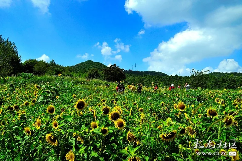 "西山封面"航拍:昆明市西山区彝村名花谷!