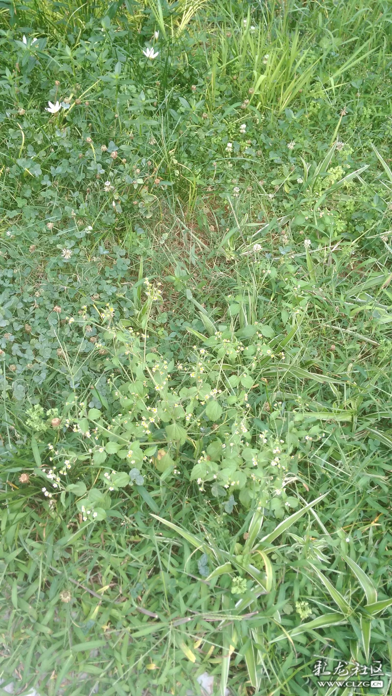 在昆明过去喂兔子,首选蒲公英(俗称奶浆草),次喂兔子草,三为莴笋叶.