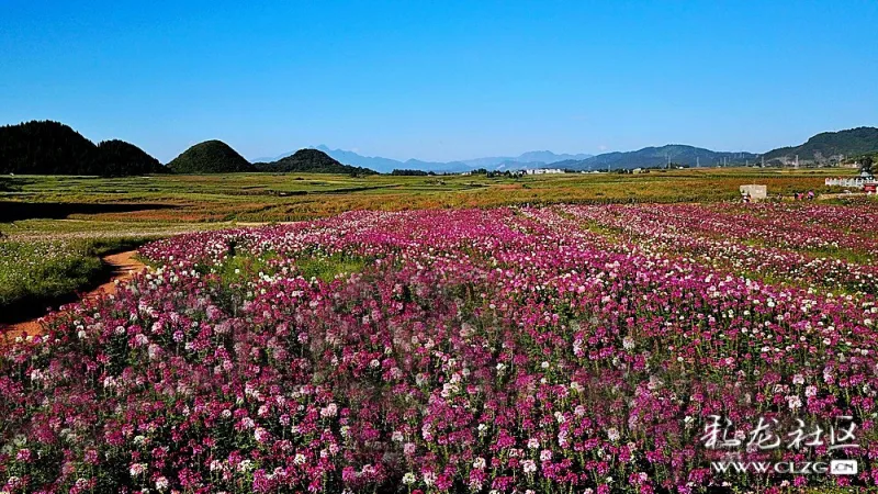 国庆到云南罗平来看花,七彩花田美如画-彩龙社区