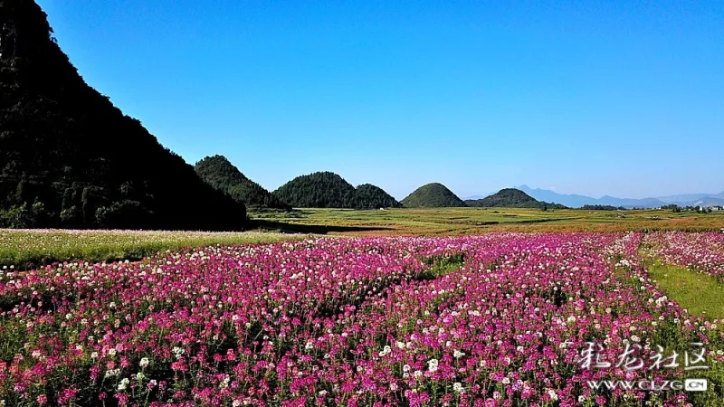 无人机拍摄:罗平金鸡峰丛七彩花田,姹紫嫣红的美丽秋景.