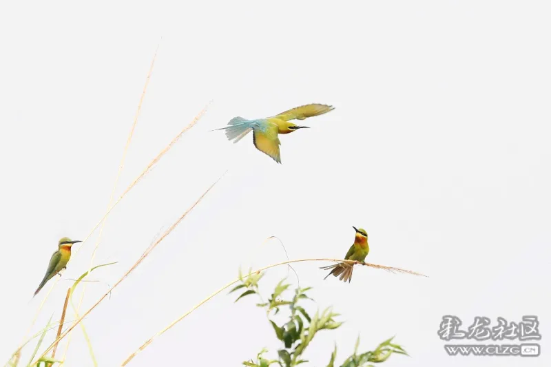 画蜂虎(组照)