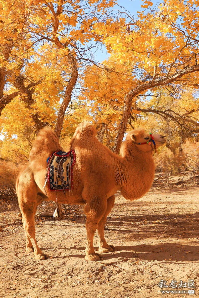 沙漠之舟骆驼是一种很可爱的动物.