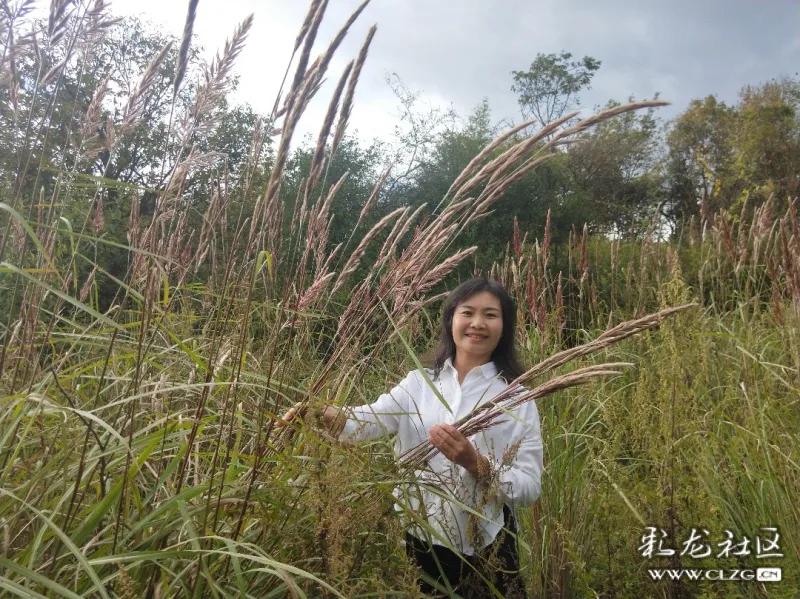 资料显示,斑茅草,别称有芭茅草,白茅,茅茅根,禾本科