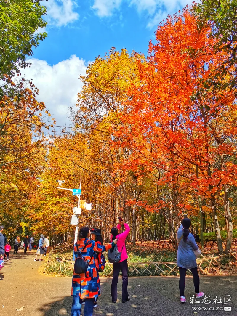 赏枫沐秋相聚在枫香大道