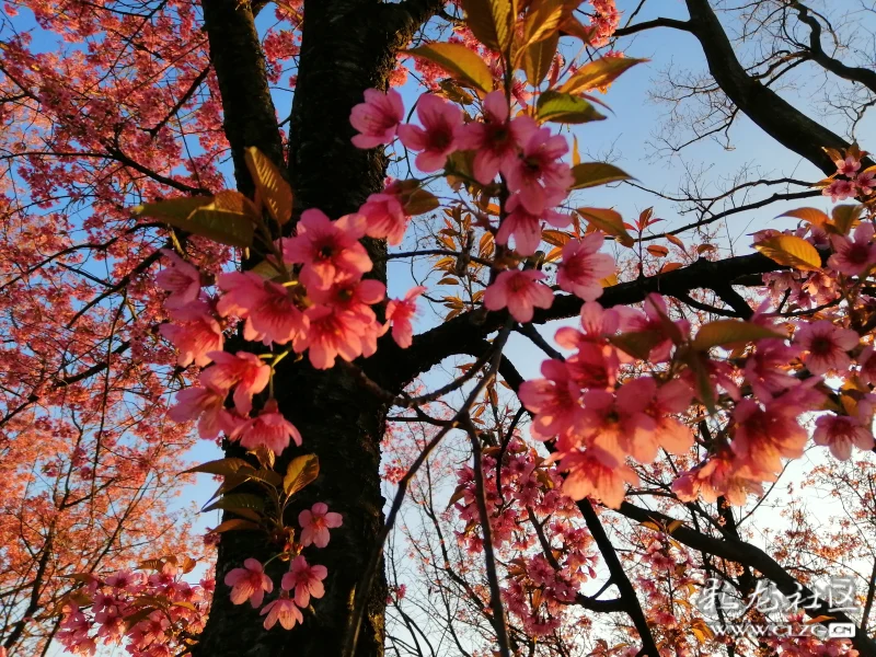 玉溪师院的冬樱花