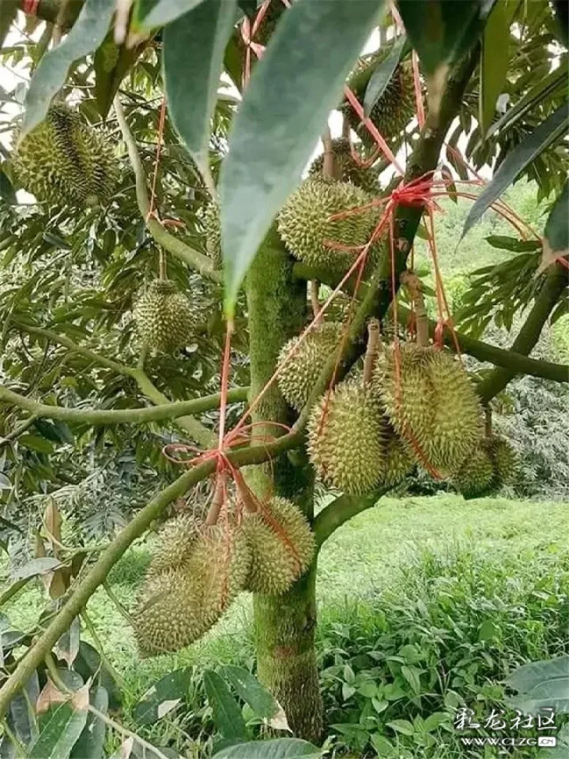 就算气候不合适,结不了果当做绿植养也行,生长在花盆里的幼小榴莲树苗