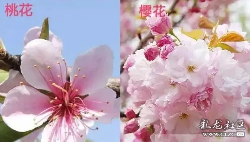 如何区分桃花和樱花