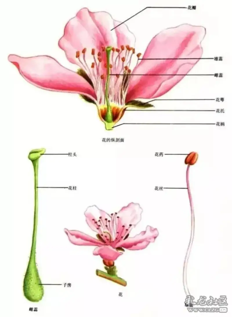 如何区分桃花和樱花