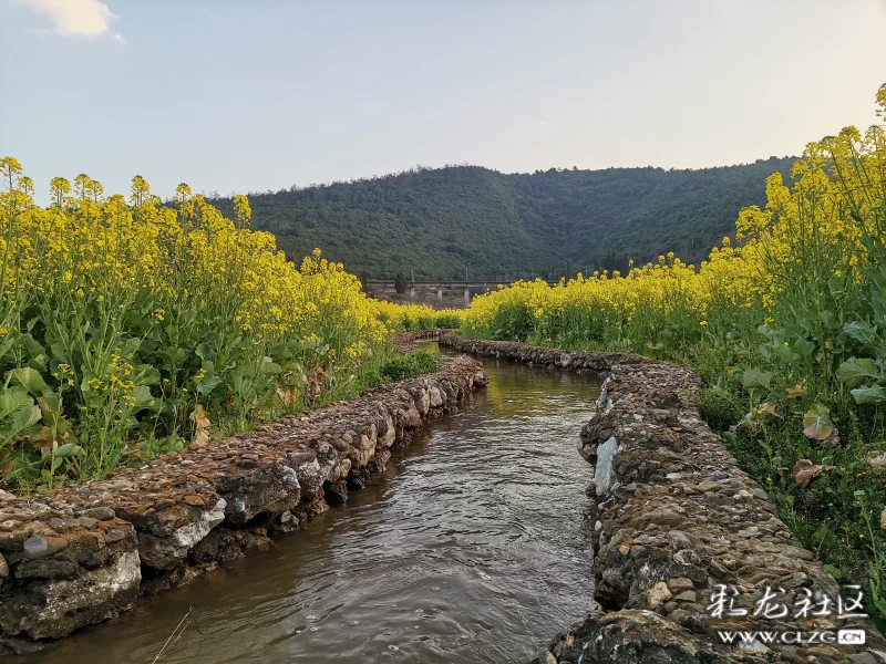 走进安宁温泉牧羊湖油菜花的风景里