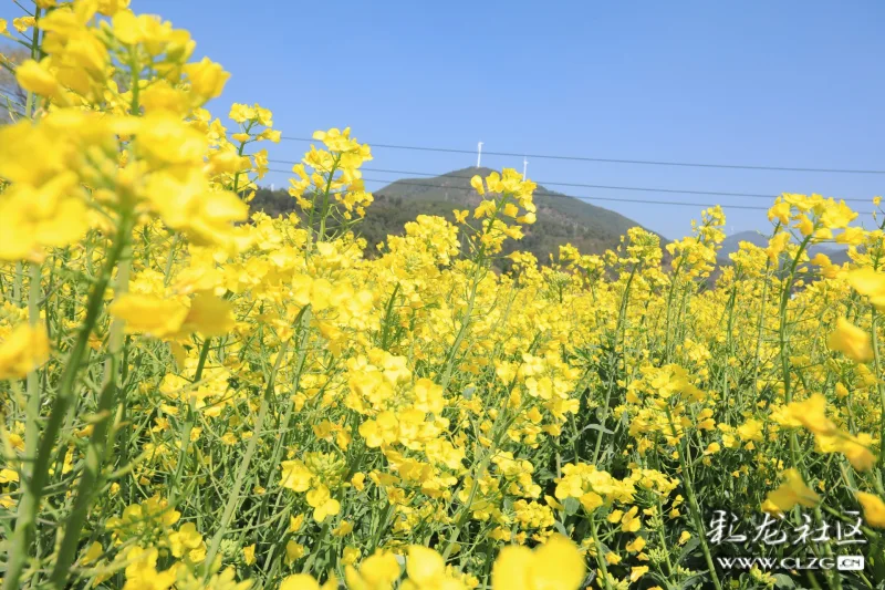 安宁螳螂川油菜花开放了