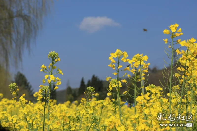 安宁螳螂川油菜花开放了