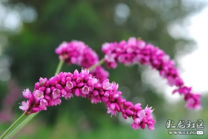 七绝狗尾巴花荭蓼