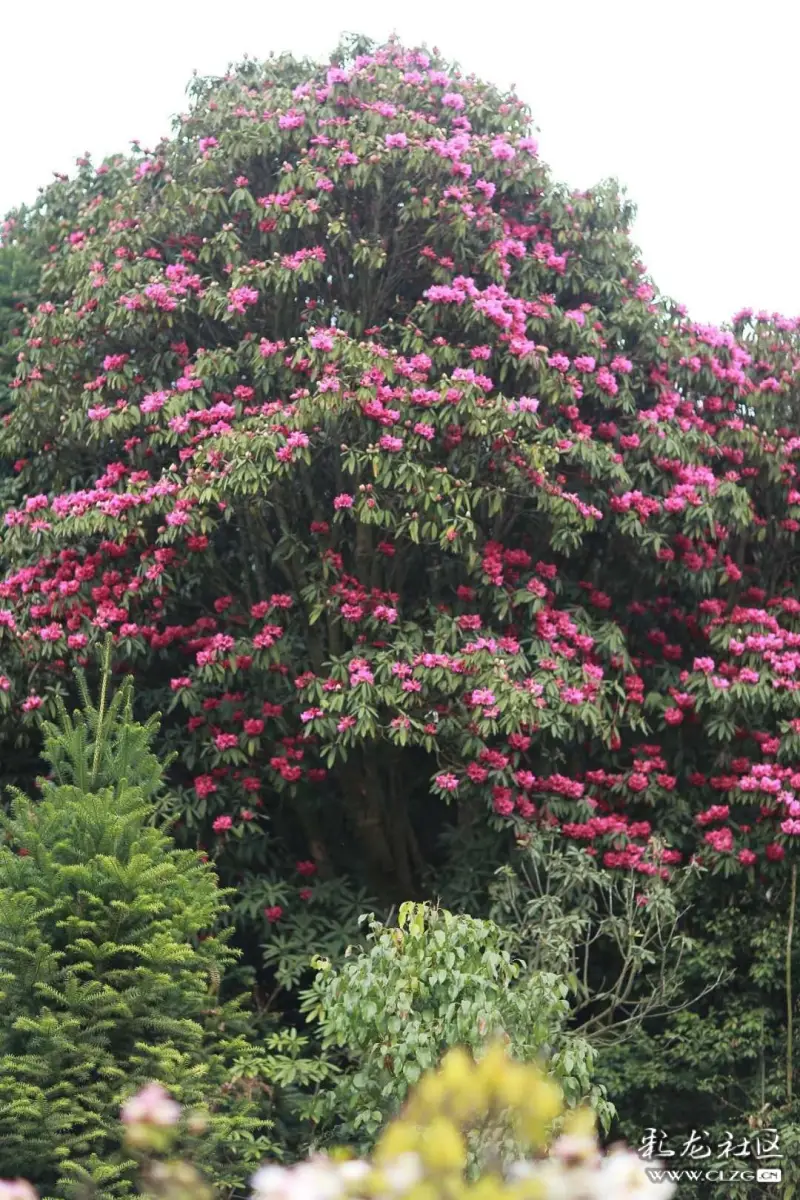 【云赏花系列十一】 马缨花——疑是口中血,滴成枝上花