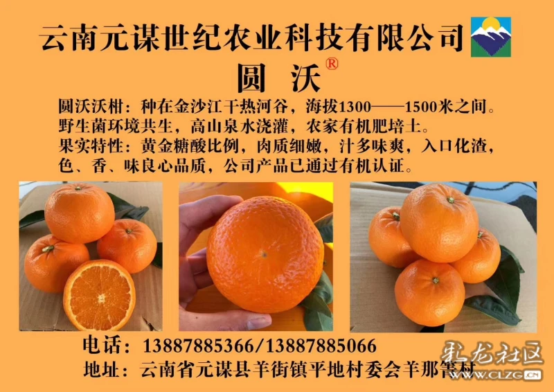 人类发祥地74元谋热坝千亩有机沃柑硕果满园欢迎食客分享