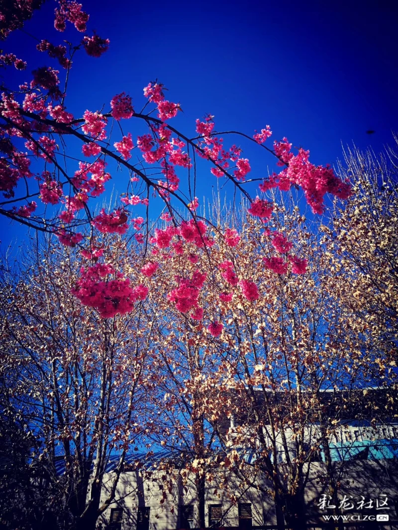 去年此时,繁花似锦