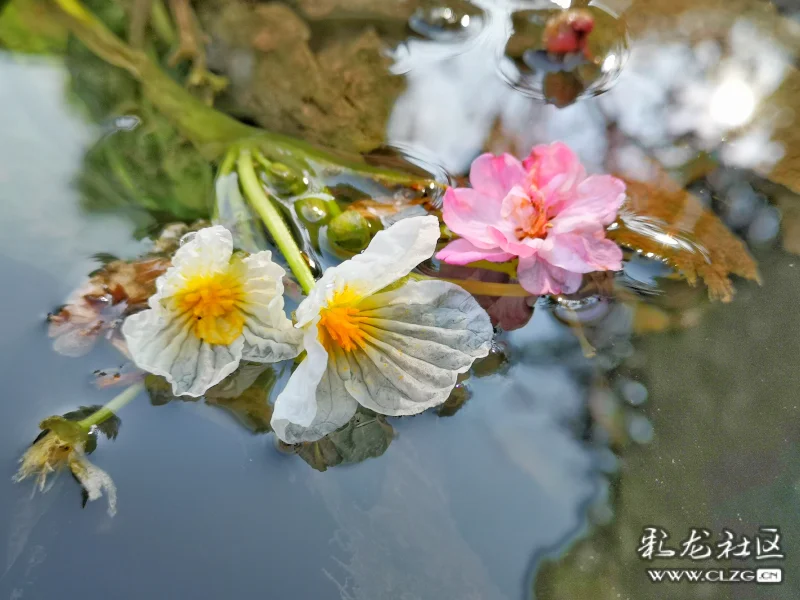 水中花流画意