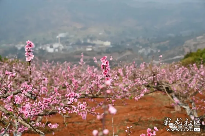 富民白石岩的冬桃花惹人爱