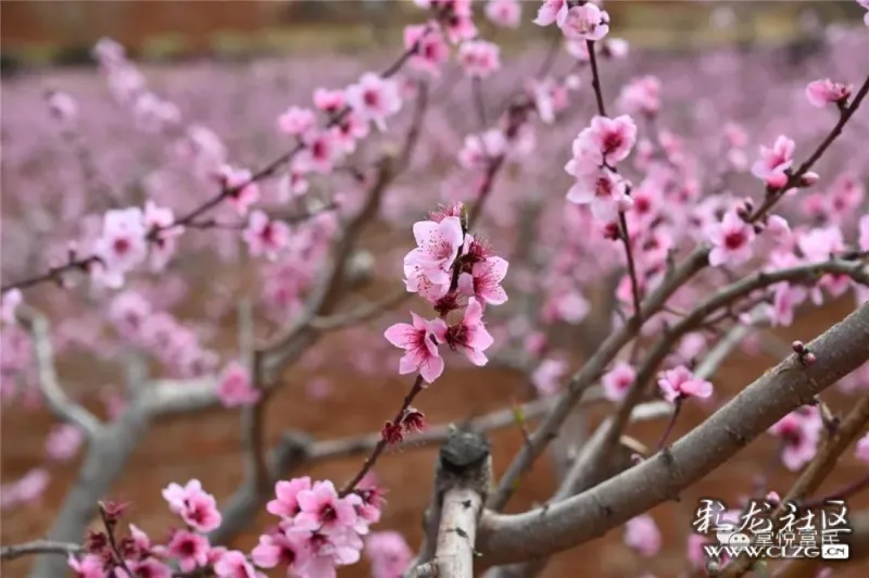 富民白石岩的冬桃花惹人爱