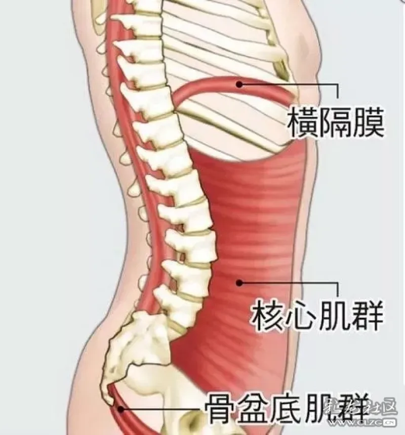 老年人腰椎前滑脱可以通过锻炼恢复吗?