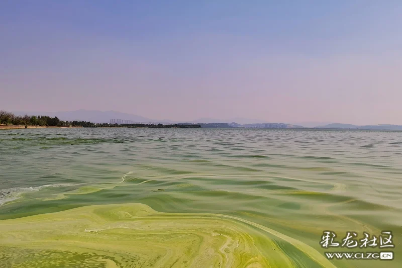 昆明斗南湿地公园