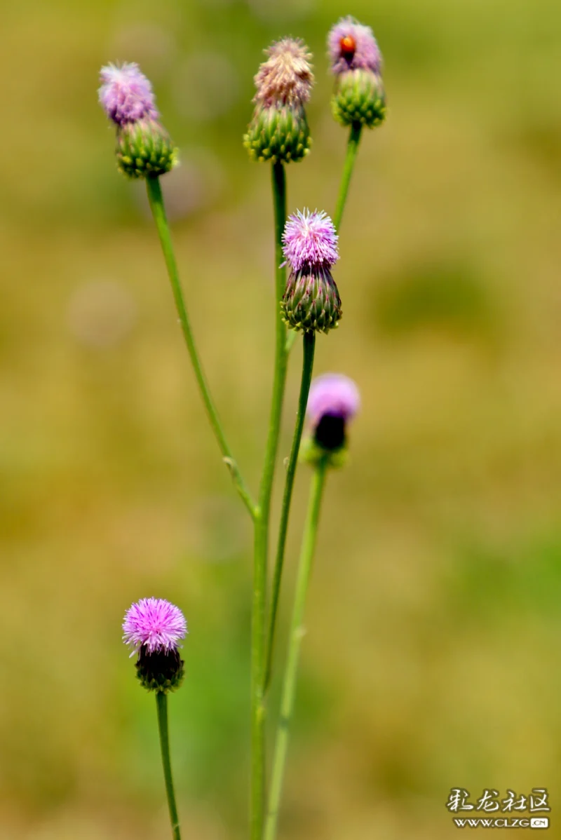 每日一花之泥胡菜花