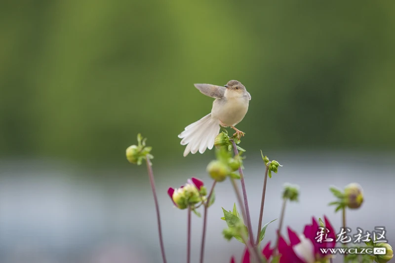 春城飞花令之花与鸟