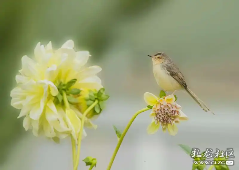 春城飞花令之花与鸟