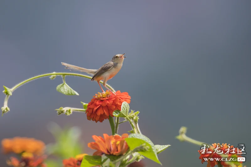 春城飞花令之花与鸟