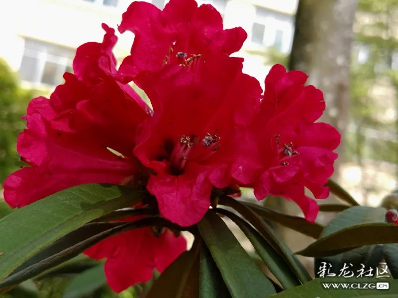 马樱花
