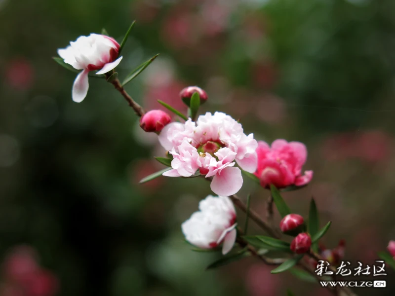 松红梅花语:胜利,坚强,坚定… 清明时节天清地明,细雨纷纷中的松红梅