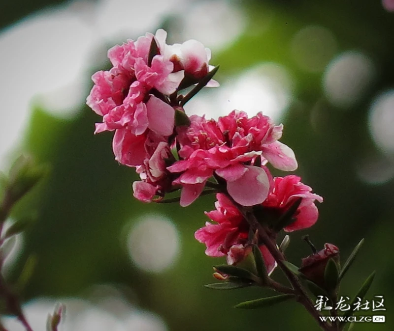 松红梅花语:胜利,坚强,坚定… 清明时节天清地明,细雨纷纷中的松红梅