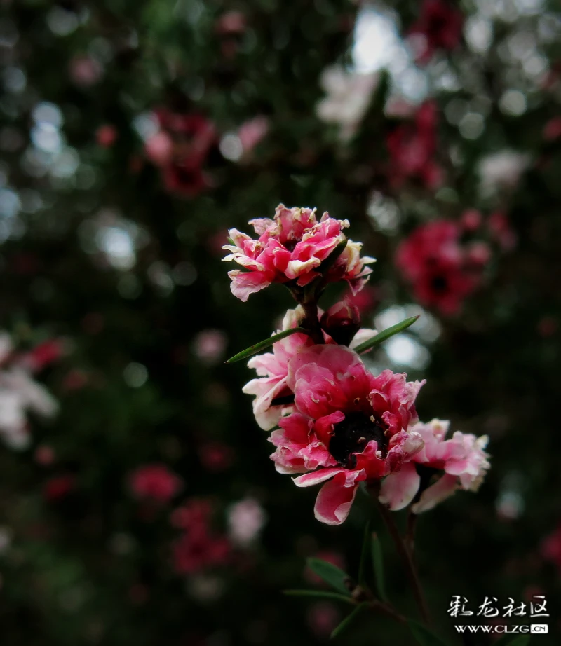 松红梅花语:胜利,坚强,坚定… 清明时节天清地明,细雨纷纷中的松红梅