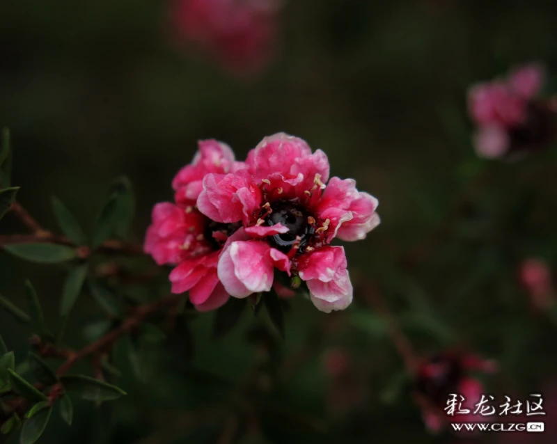 松红梅花语:胜利,坚强,坚定… 清明时节天清地明,细雨纷纷中的松红梅