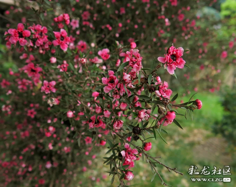 松红梅花语:胜利,坚强,坚定… 清明时节天清地明,细雨纷纷中的松红梅