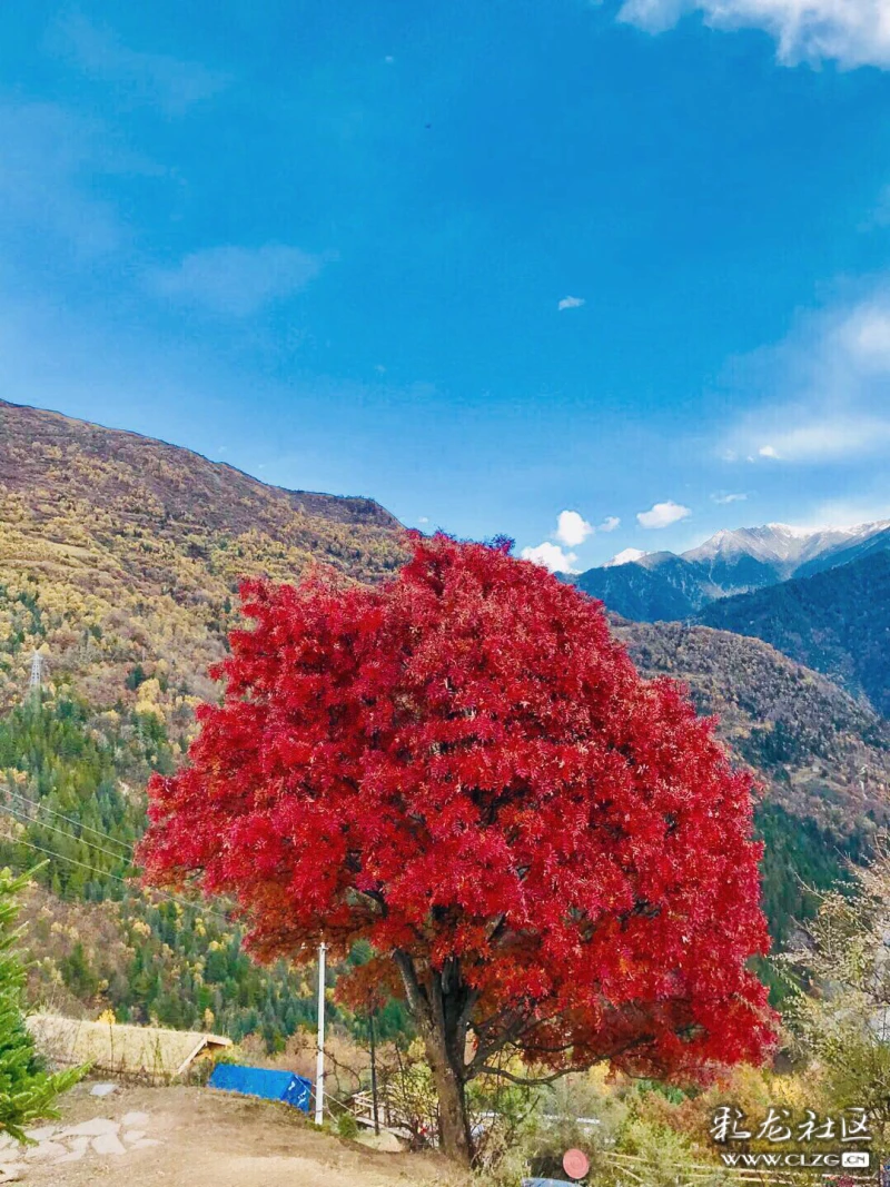 盛开在黑海中的那一棵红树