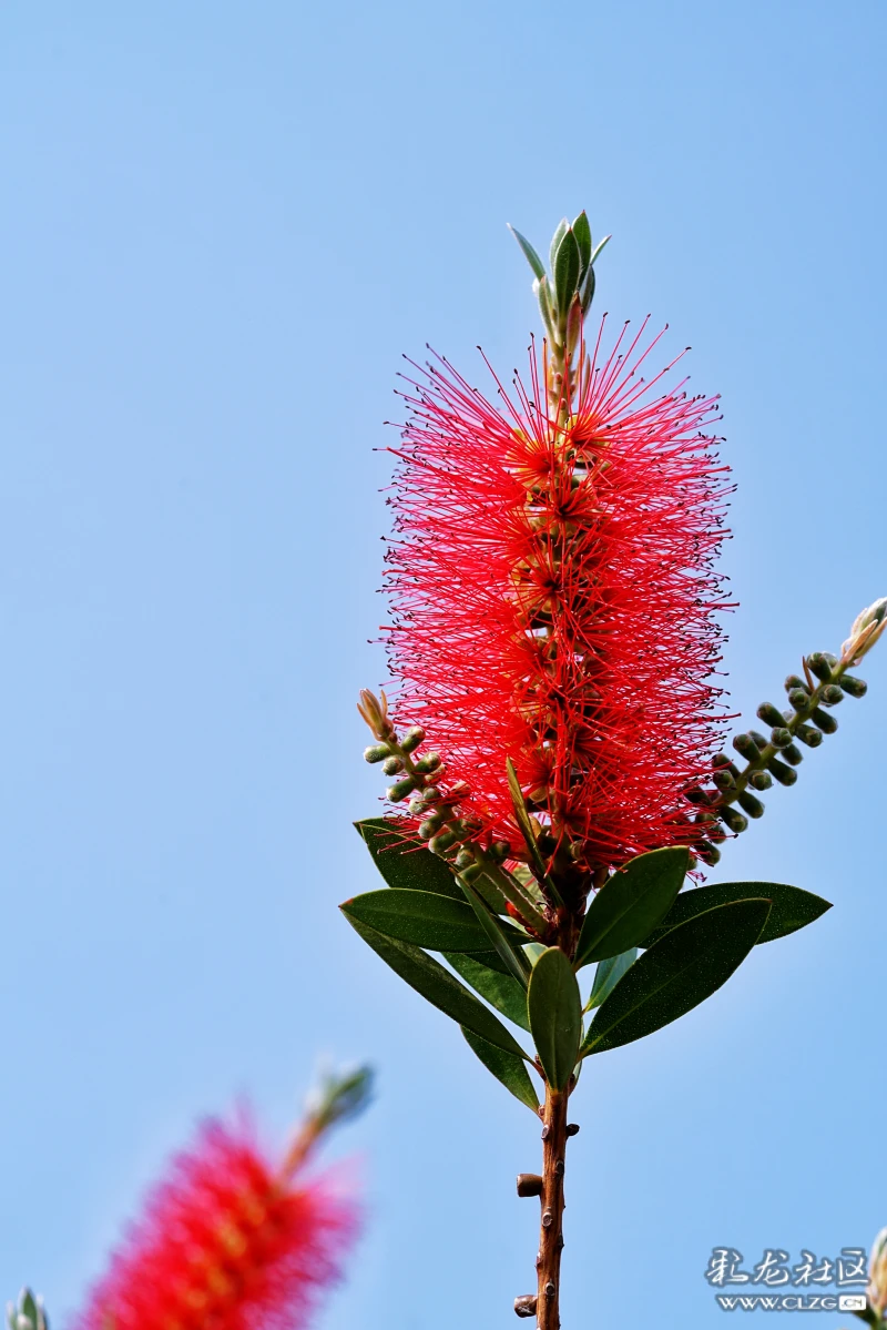 春城飞花令之红千层花