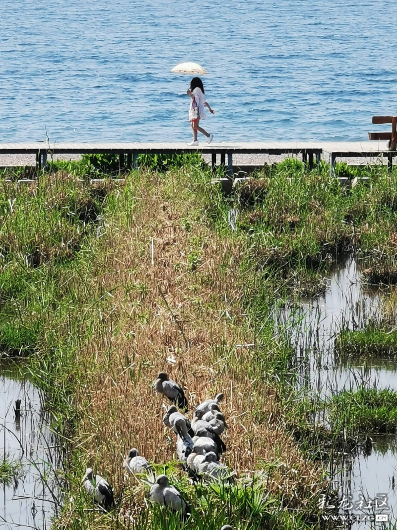 抚海湾湿地公园位于澄江县新环湖路与梁王大道交界处,总体规划面积约